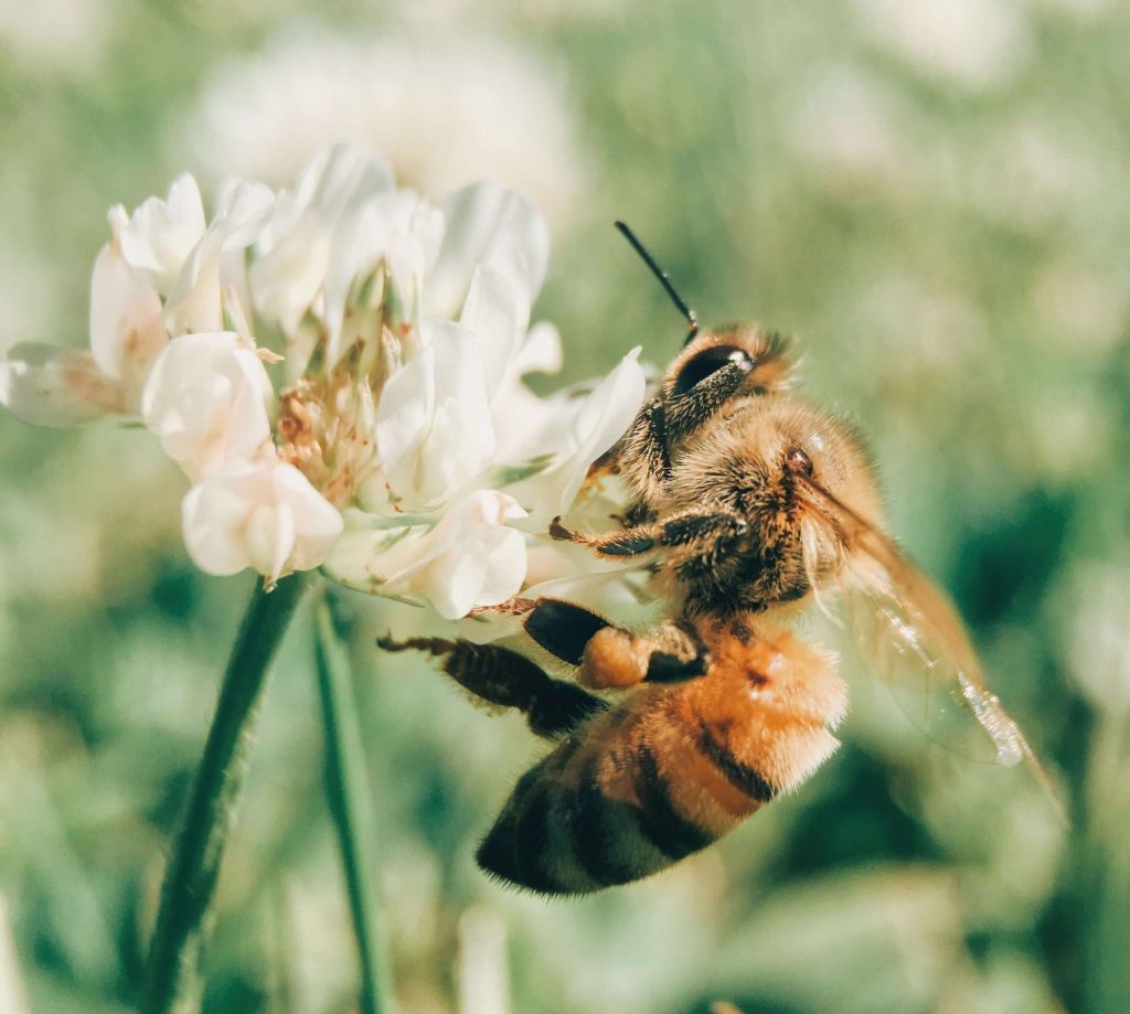 Bee, growing for pollinators